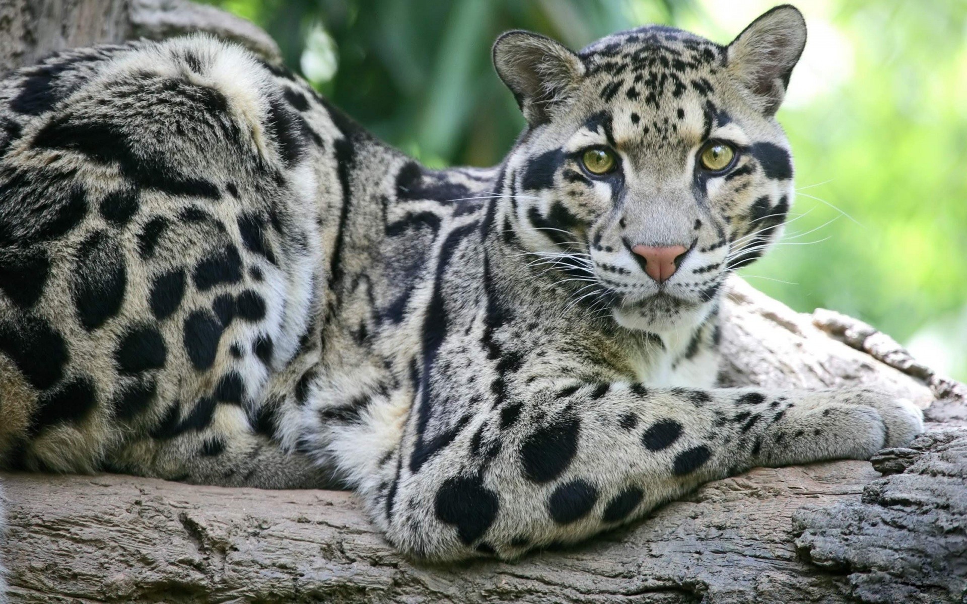 animais vida selvagem gato mamífero animal jardim zoológico predador selvagem comedor de carne pele leopardo tigre selva natureza grande retrato safari caçador cabeça ameaçada