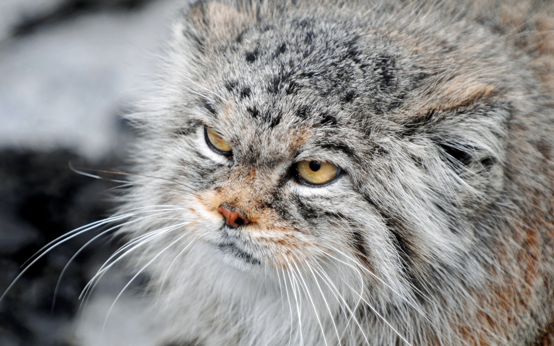 animales vida silvestre depredador animal mamífero salvaje naturaleza piel cazador gato carnívoro zoológico retrato