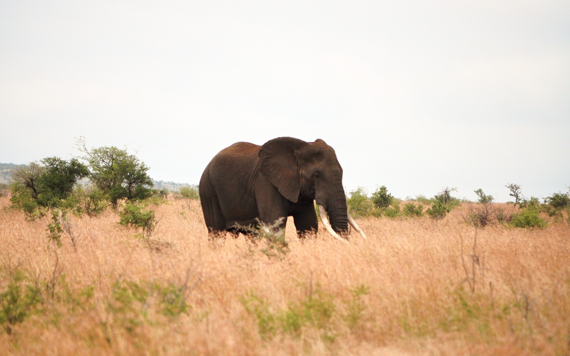 animals mammal wildlife elephant safari savanna grassland animal grass african elephant outdoors wild bush travel nature daylight