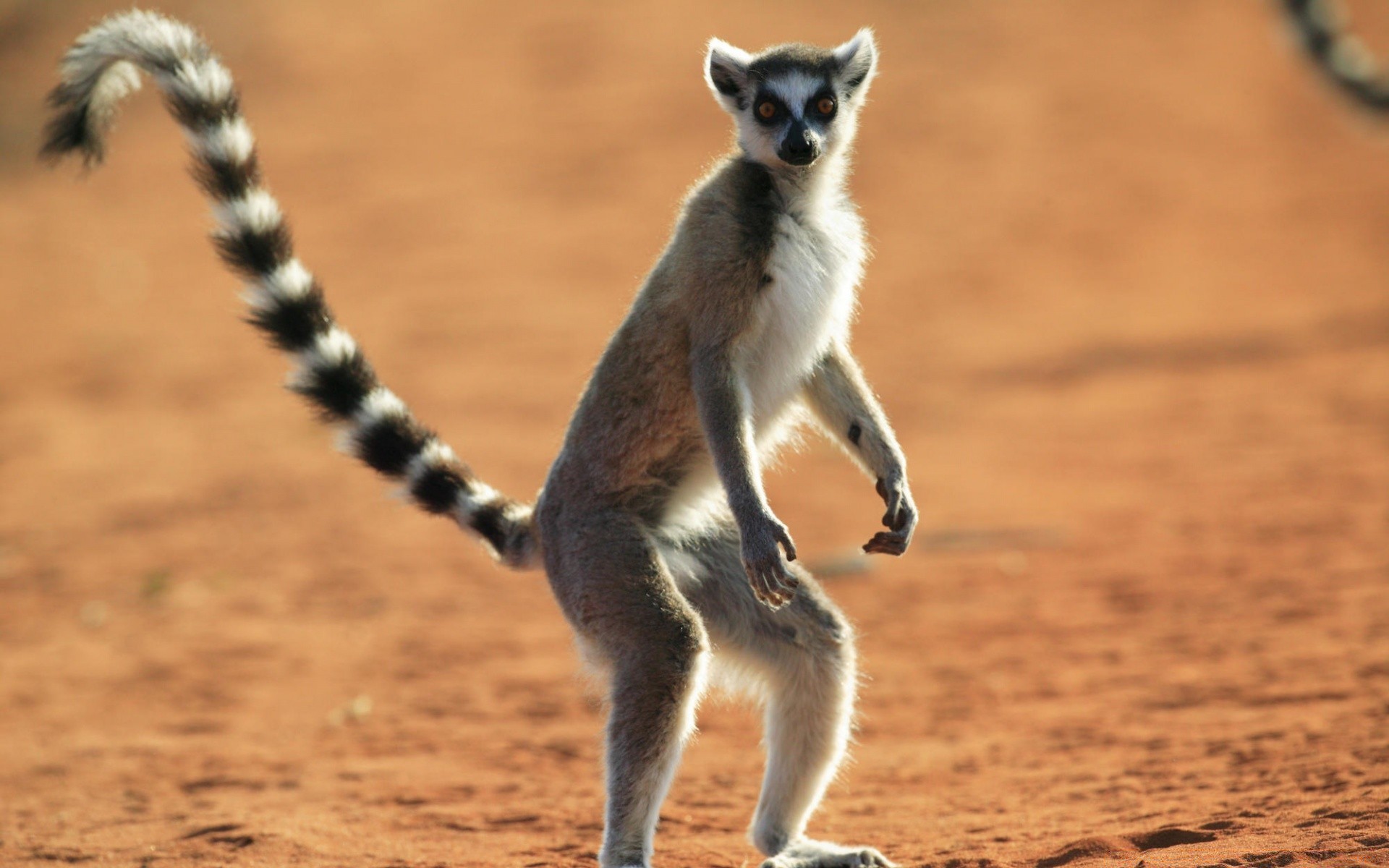 animais mamífero vida selvagem ao ar livre primaz fofa animal natureza