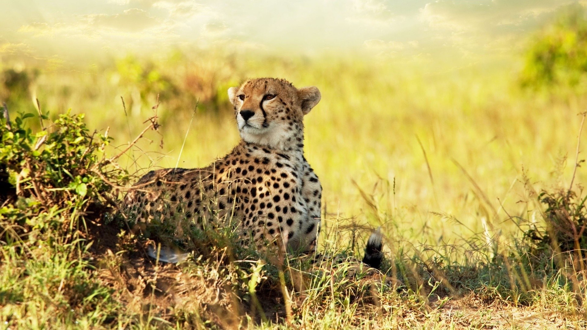 animaux faune herbe mammifère chat guépard nature en plein air safari