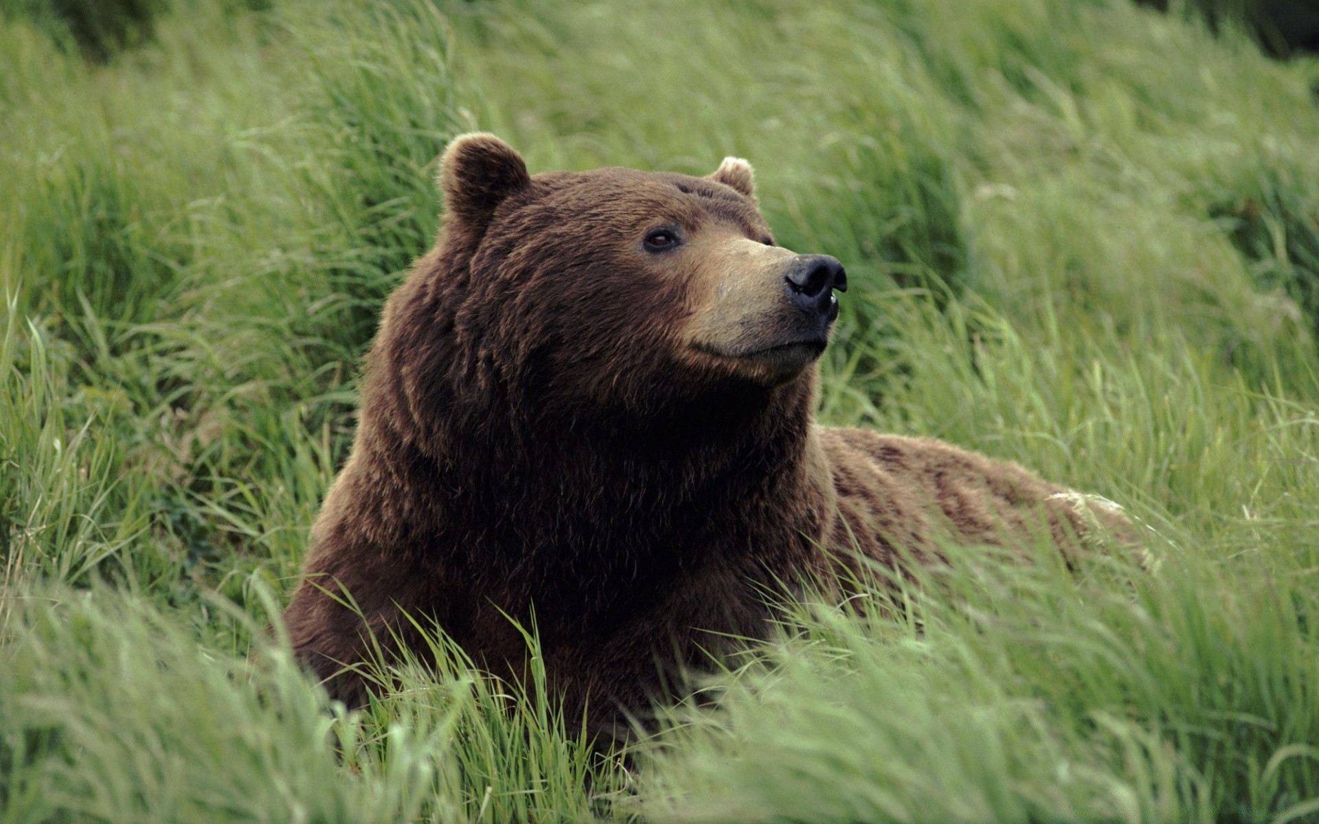 animals mammal grass wildlife outdoors nature grizzly fur