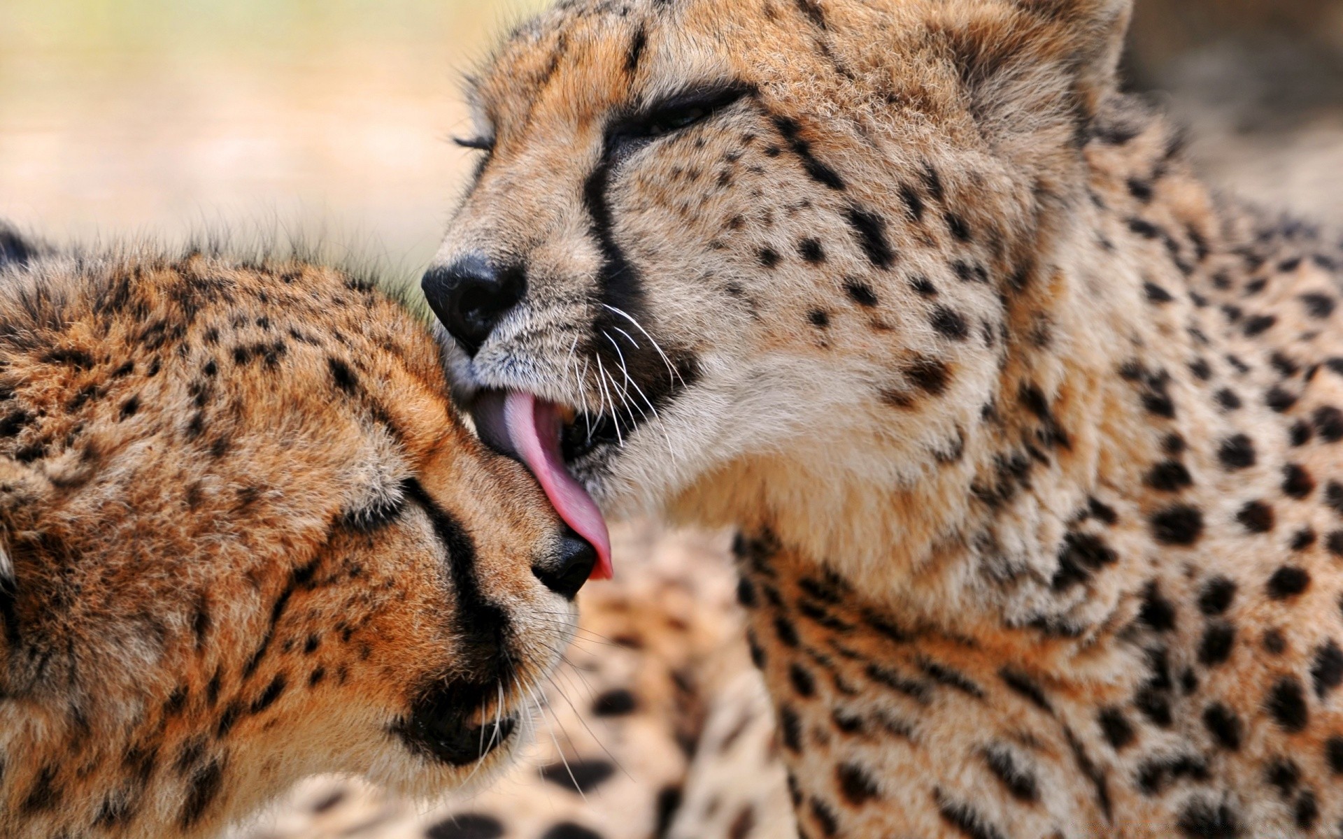 tiere tierwelt katze säugetier gepard raubtier safari fleischesser tier fell jäger wild leopard zoo natur aussterbende spezies große katze groß auge panther porträt