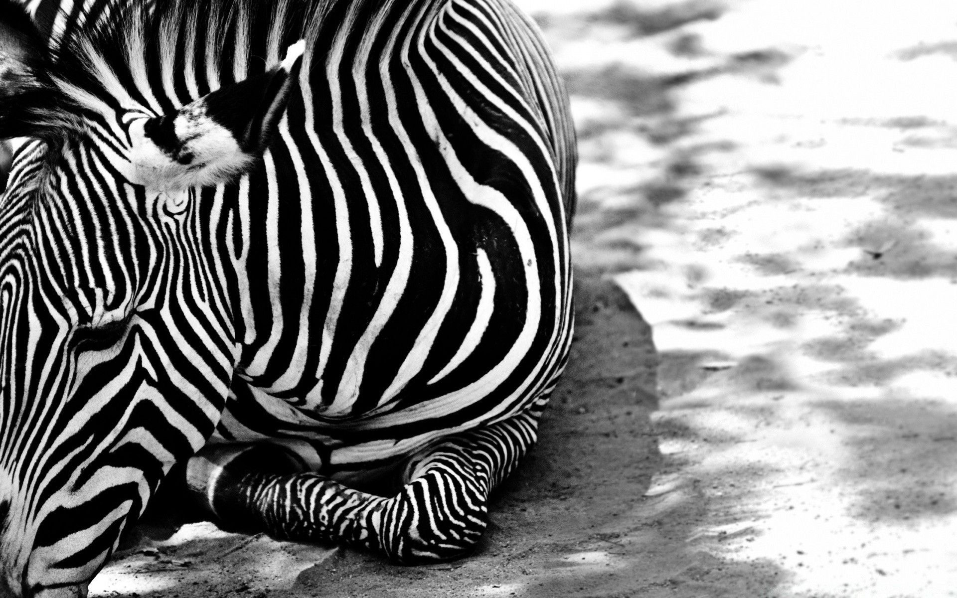 zwierzęta zebra pasek natura przyroda zoo szablon dziki ssak jeden safari hodowla koni pulpit portret zwierzę