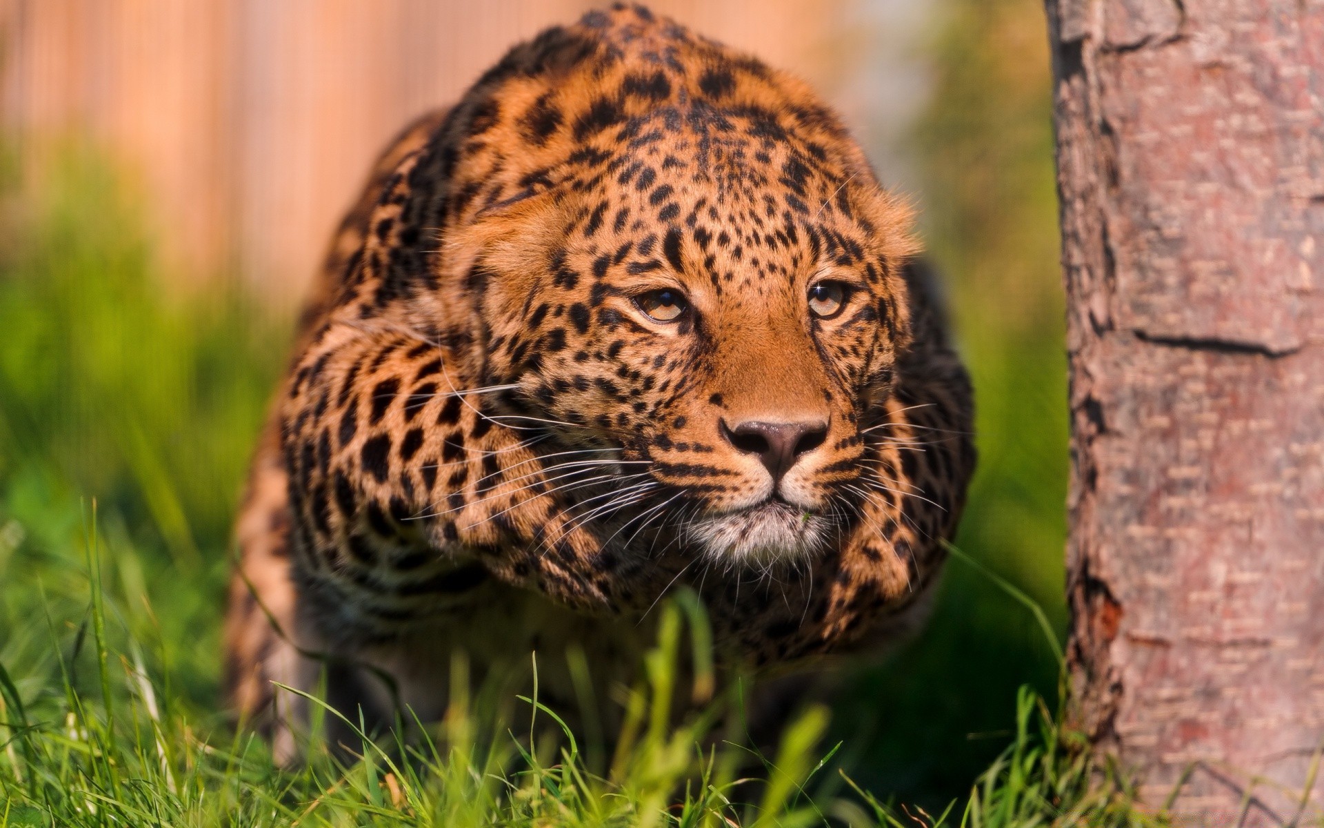 animales vida silvestre gato depredador leopardo mamífero naturaleza animal salvaje cazador piel zoológico safari carnívoro grande caza selva