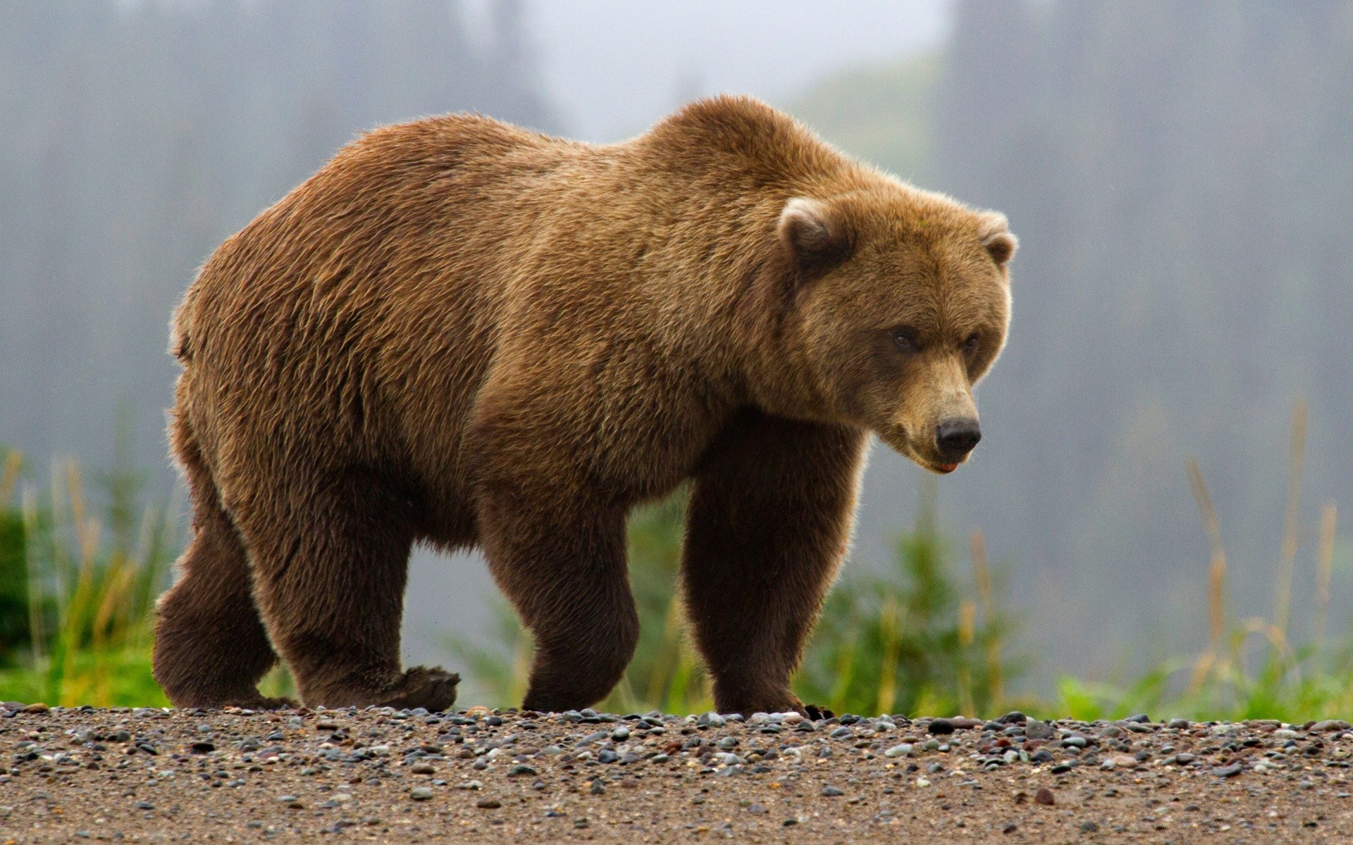 zwierzęta dzika przyroda ssak natura na zewnątrz futro zwierzę drapieżnik dziki trawa