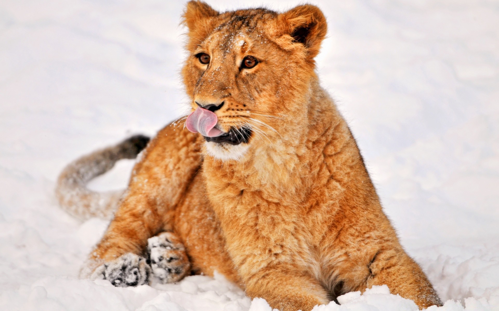 animals cat mammal animal wildlife predator nature winter fur snow carnivore wild cute portrait