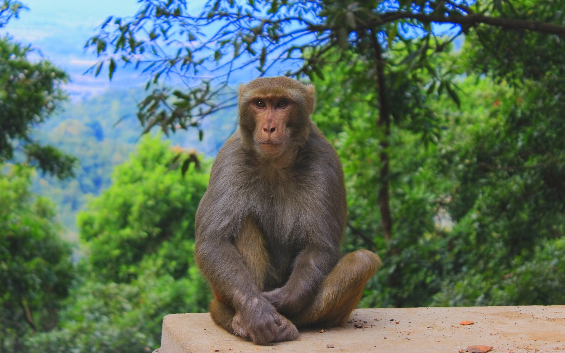 животные обезьяна предстоятель млекопитающее кривляться древесины макаки природа джунгли дикой природы сидеть дерево путешествия дикий зоопарк парк на открытом воздухе