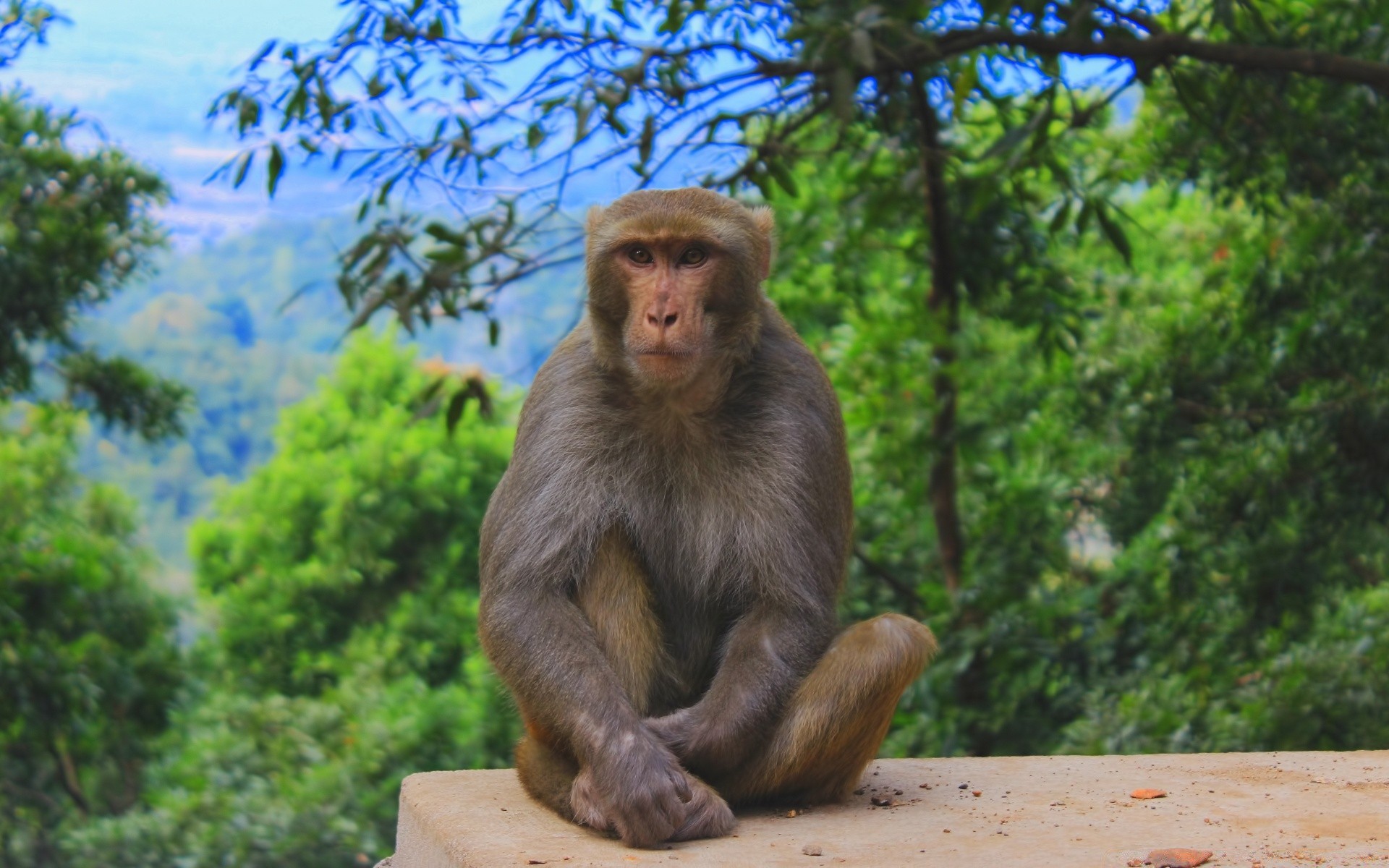 animaux singe primat mammifère tordre bois macaque nature jungle la faune s asseoir arbre voyage sauvage zoo parc à l extérieur