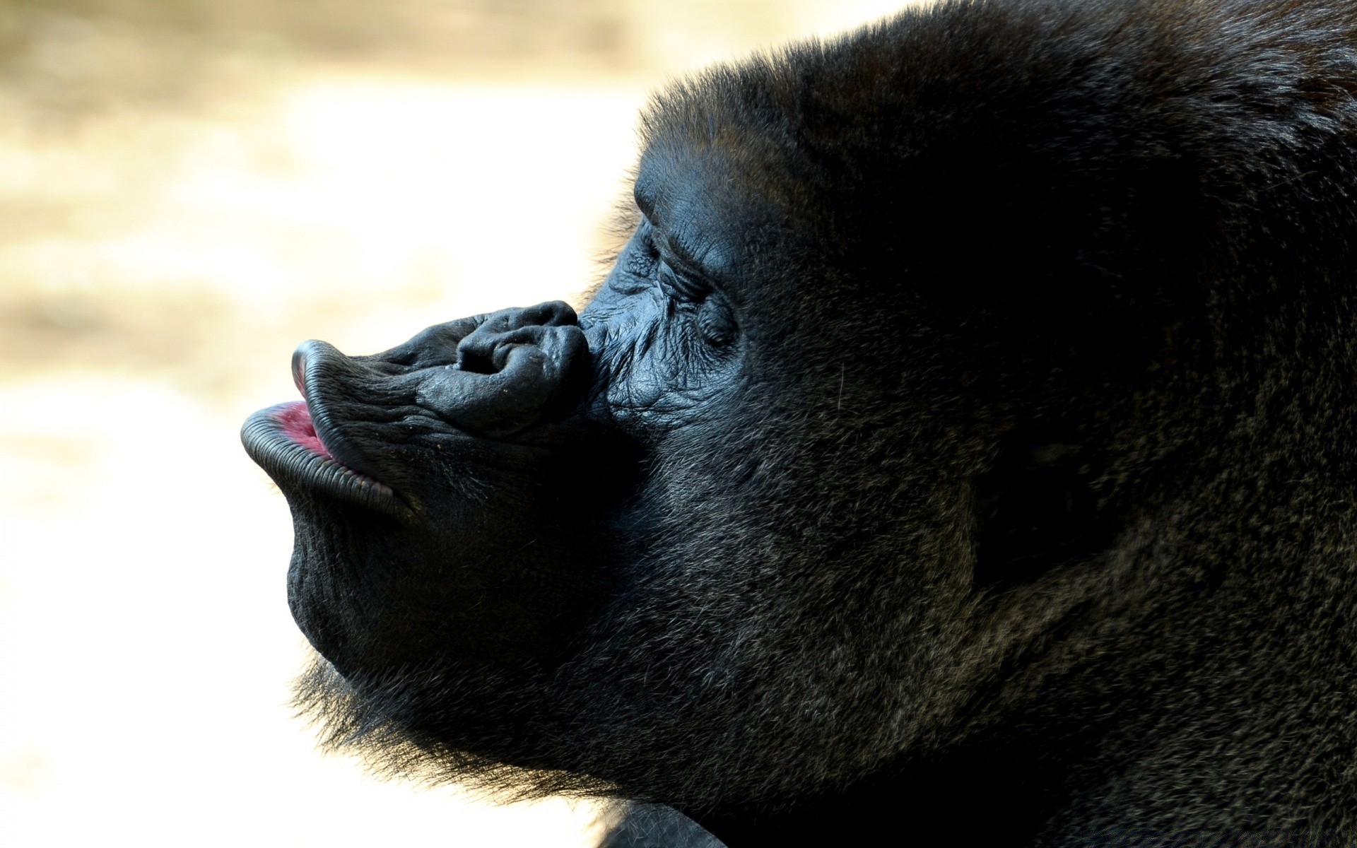 zwierzęta przyroda ssak małpa zoo prymas kłuć natura portret zwierzę goryl futro dziki