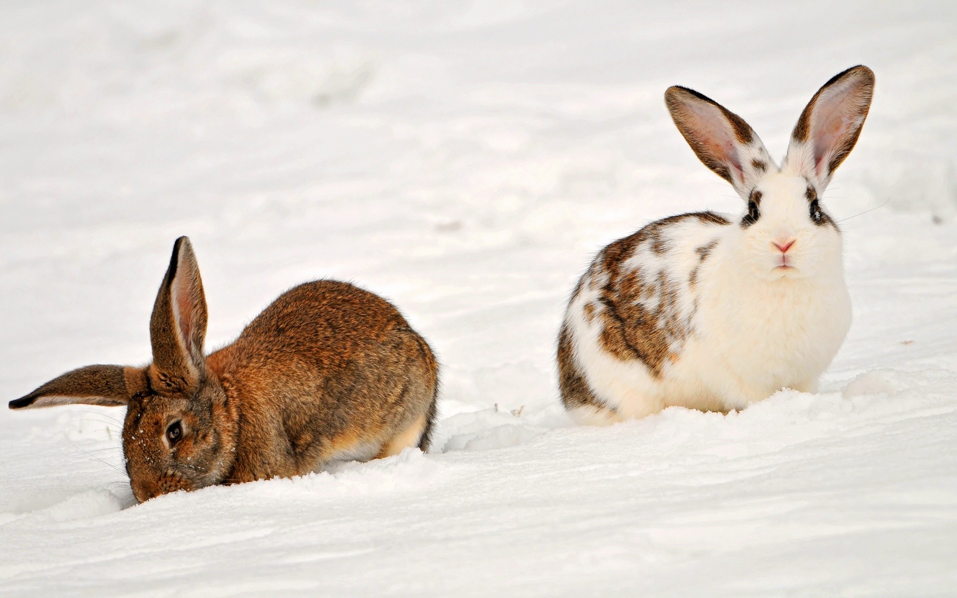 animals rabbit bunny snow easter cute winter nature cold outdoors wildlife rodent mammal one fur little downy sit animal