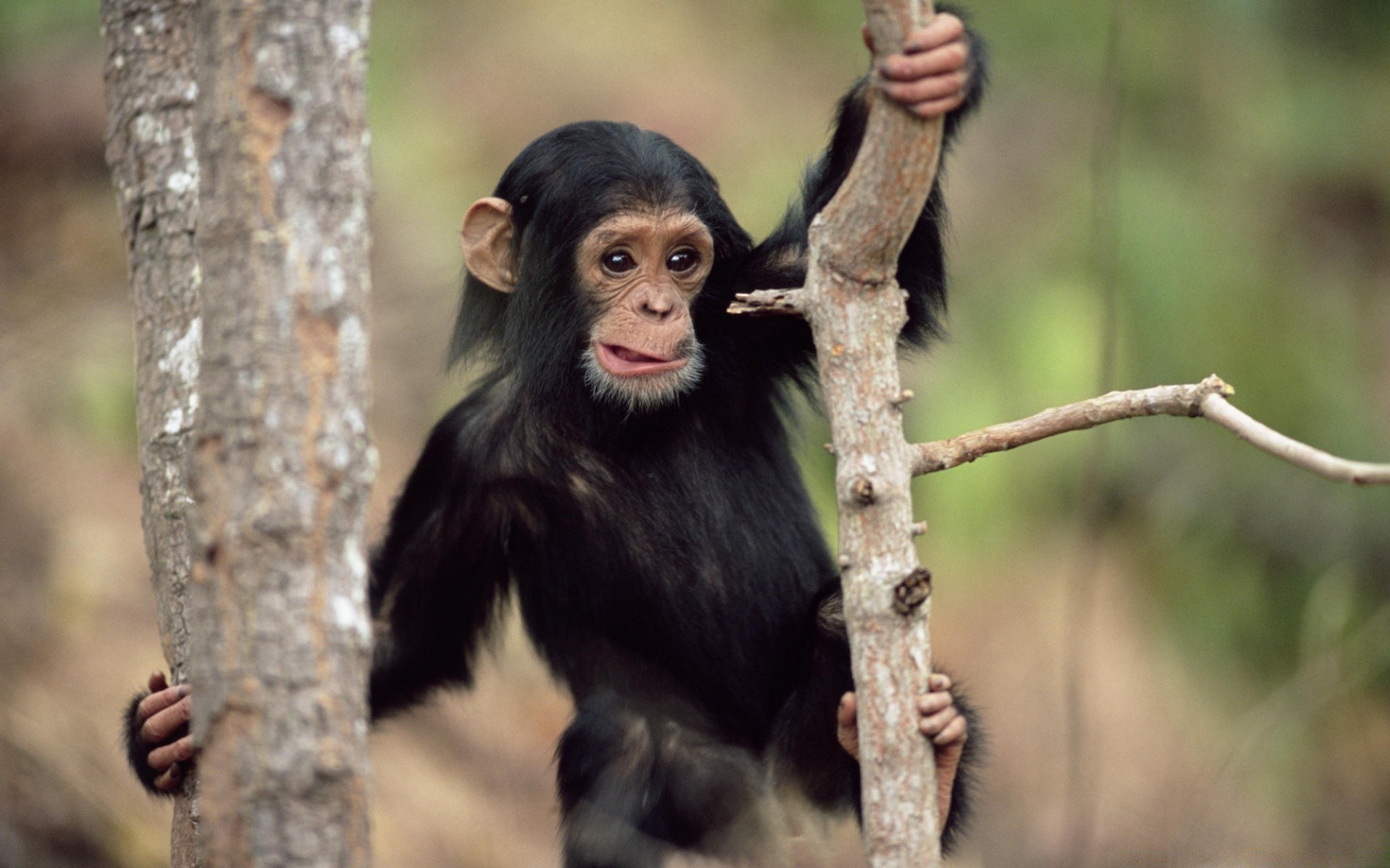 animaux mammifère la faune primat nature bois singe jungle arbre sauvage portrait tordre à l extérieur fourrure mignon animal