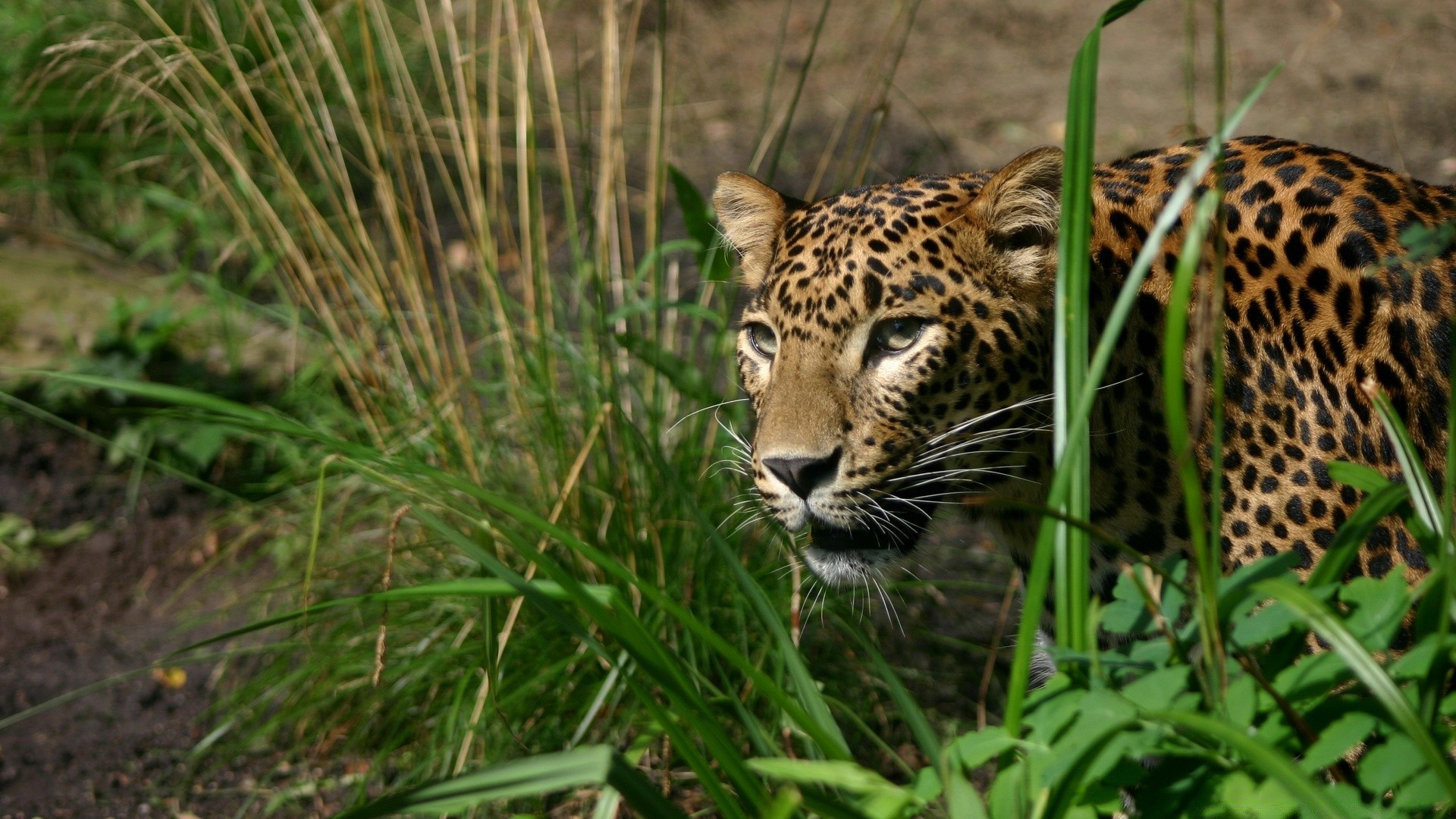 animales vida silvestre naturaleza salvaje gato animal mamífero depredador pelaje cazador