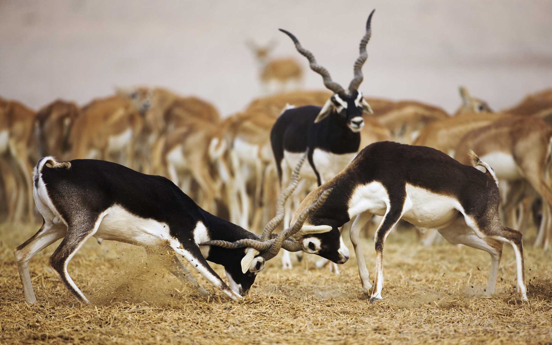 animali mammifero fauna selvatica animale antilope due uno natura selvaggio