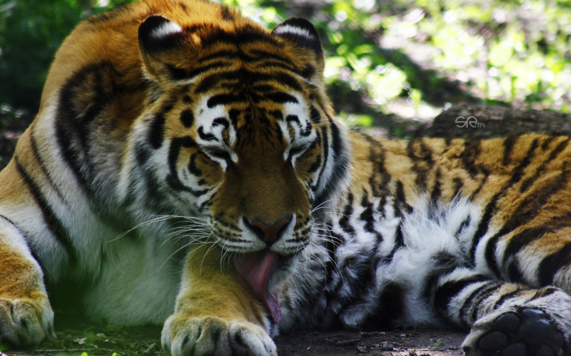 animais tigre vida selvagem gato mamífero predador selva jardim zoológico animal comedor de carne caçador selvagem pele grande tira siberiano caça safari agressão tigris perigo