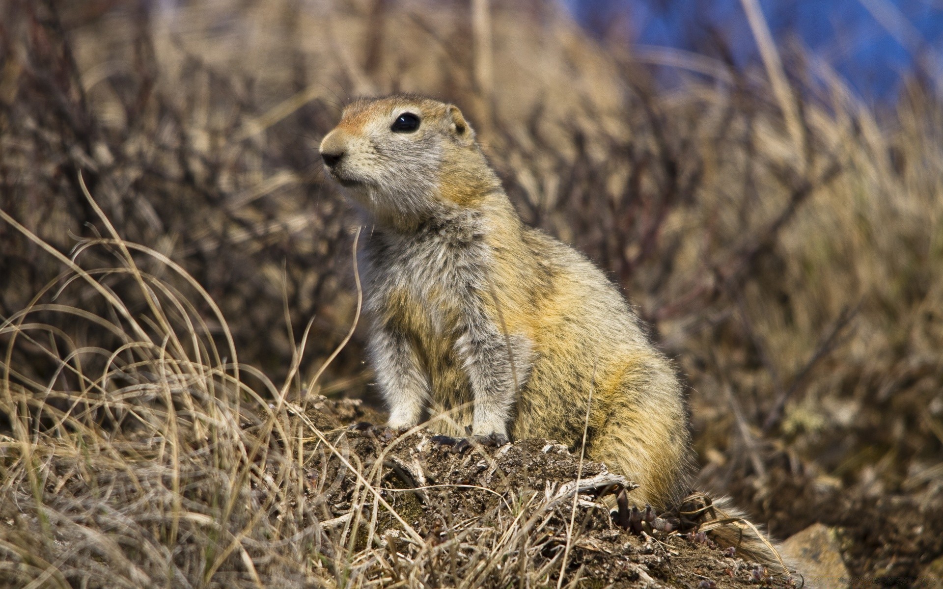 tiere tierwelt säugetier natur tier nagetier im freien wild wenig gras eichhörnchen niedlich