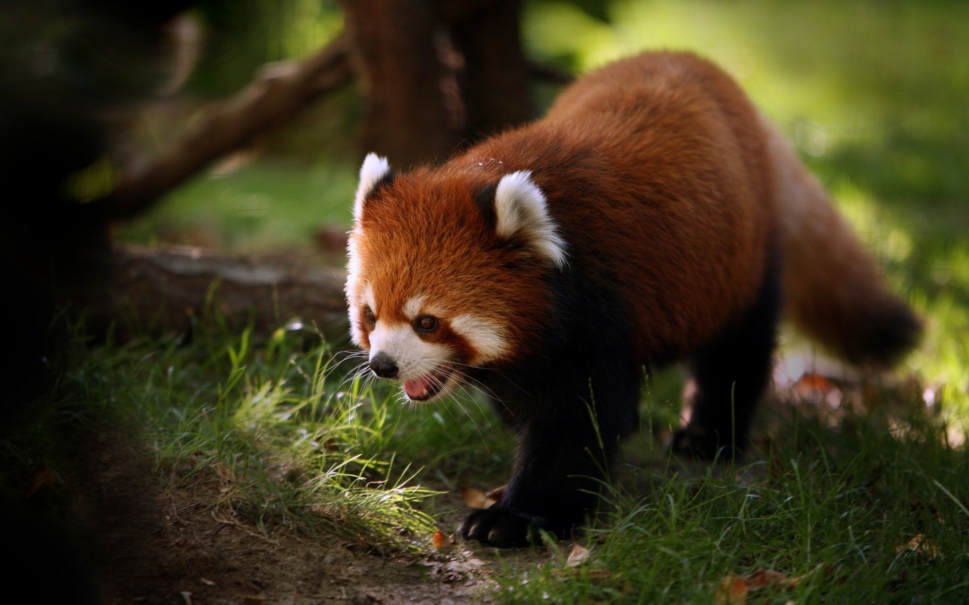 zwierzęta ssak zwierzę dzikie słodkie natura zoo dzikie futro