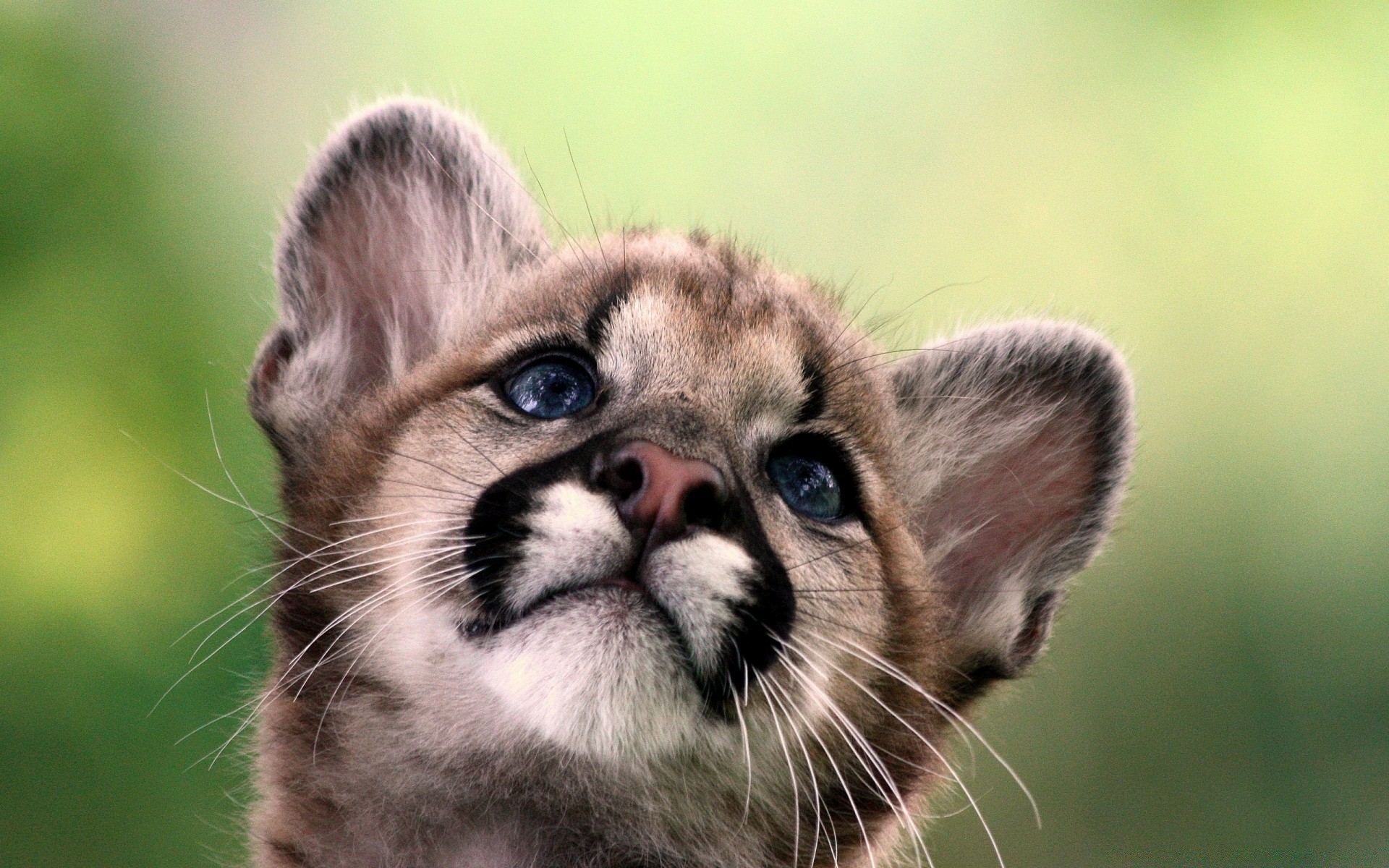 animais animal mamífero fofa pequeno animal de estimação retrato gato pele jovem olho visualização natureza vida selvagem