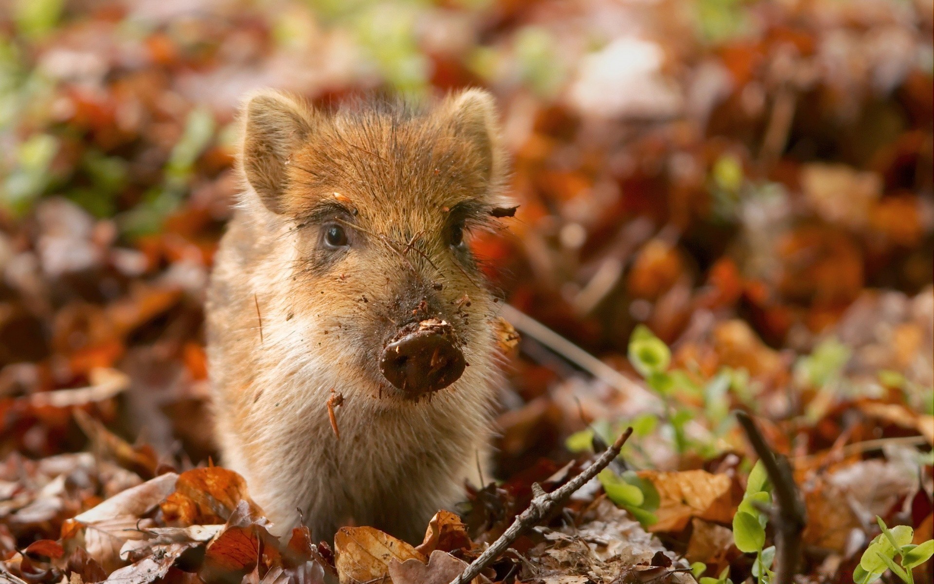 tiere natur herbst wenig niedlich tier tierwelt im freien säugetier holz essen blatt