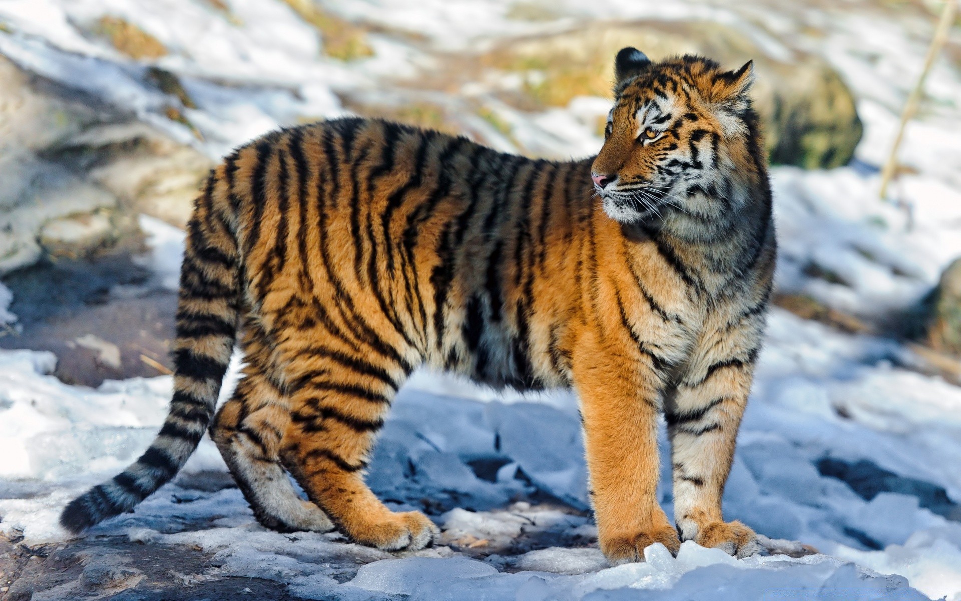 animaux chat tigre faune mammifère prédateur bande mangeur de viande animal chasseur sauvage fourrure grand zoo en colère à la recherche jungle nature safari danger chasse