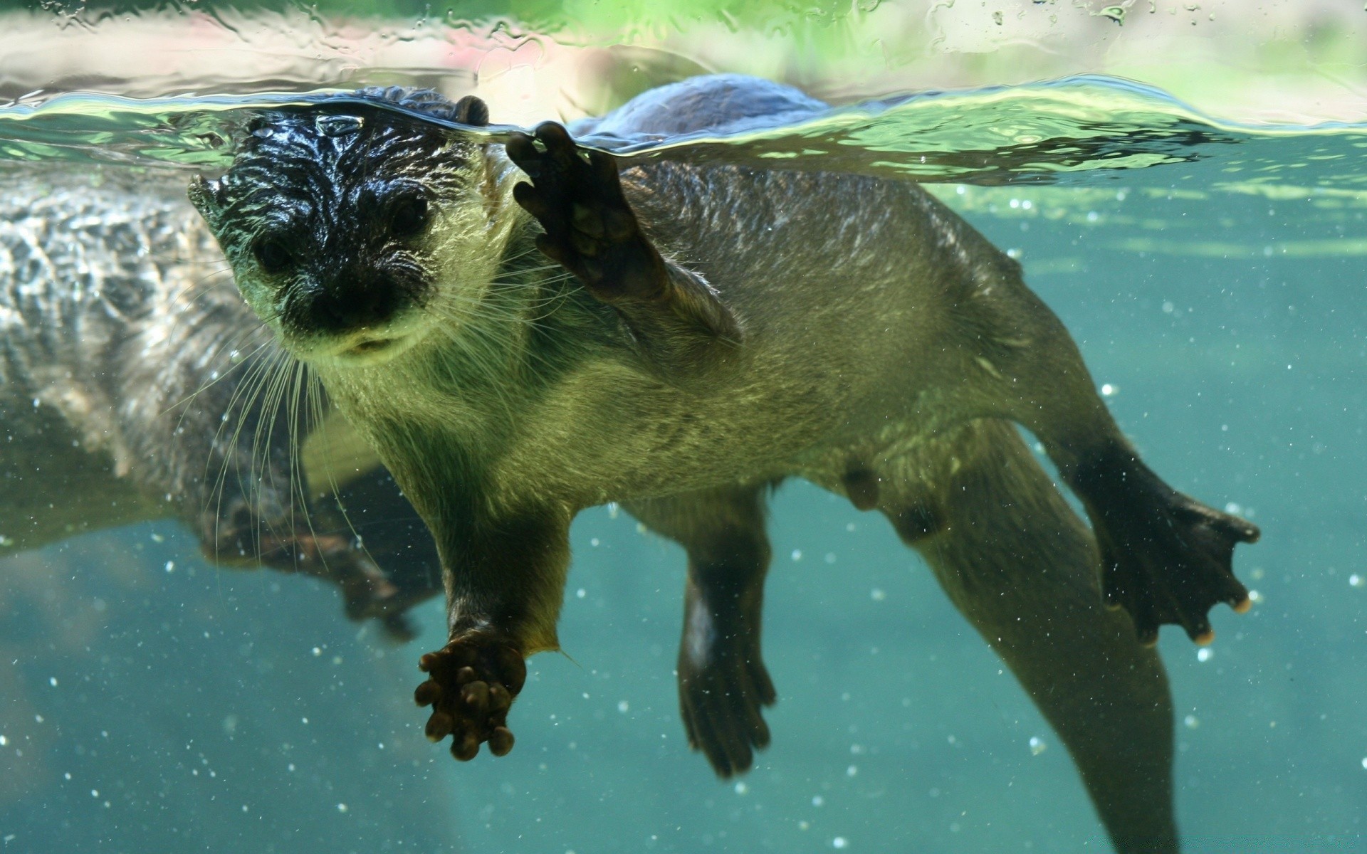 tiere wasser schwimmen unterwasser tierwelt natur tier fisch säugetier seitenansicht zoo im freien aquarium umwelt meer wild eine