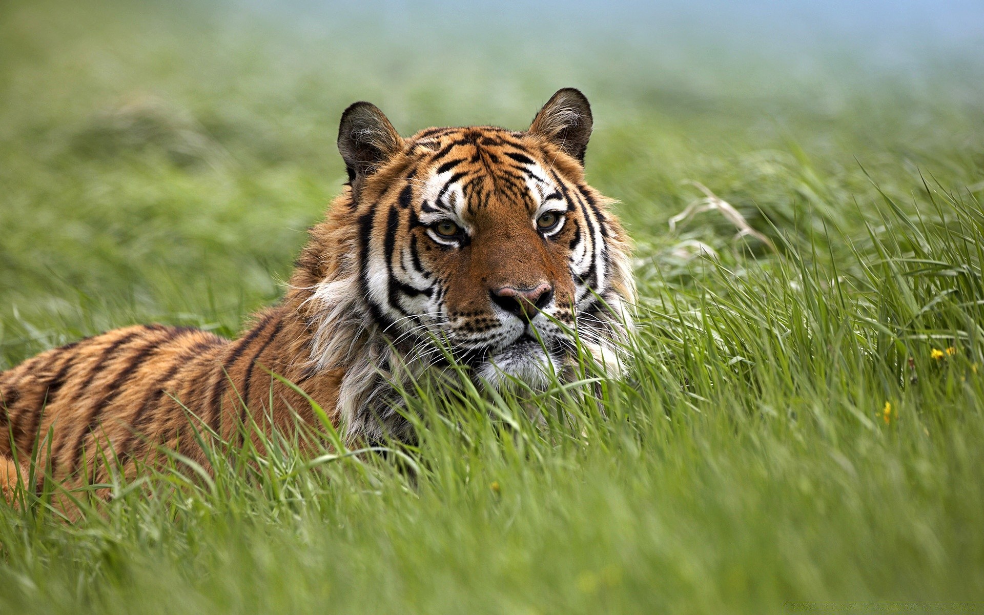 animali fauna selvatica gatto mammifero erba predatore natura tigre cacciatore animale pelliccia selvaggio mangiatore di carne grande giungla safari caccia