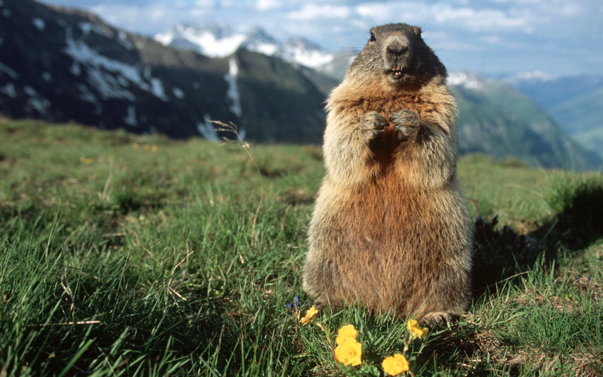 tiere natur gras im freien heuhaufen säugetier reisen berge sommer landschaft wild himmel