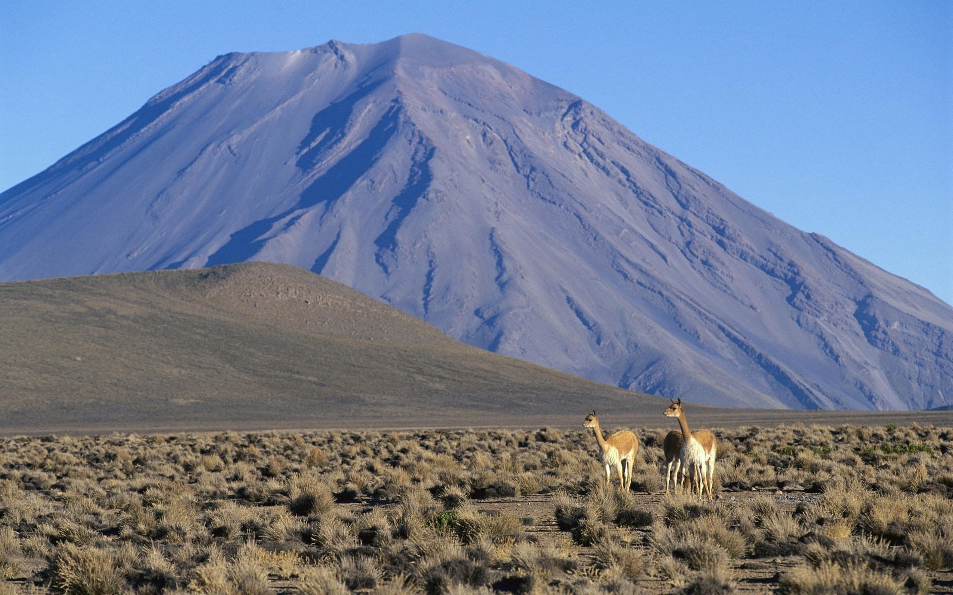 animali deserto vulcano montagne luce del giorno all aperto paesaggio viaggi arid cielo collina