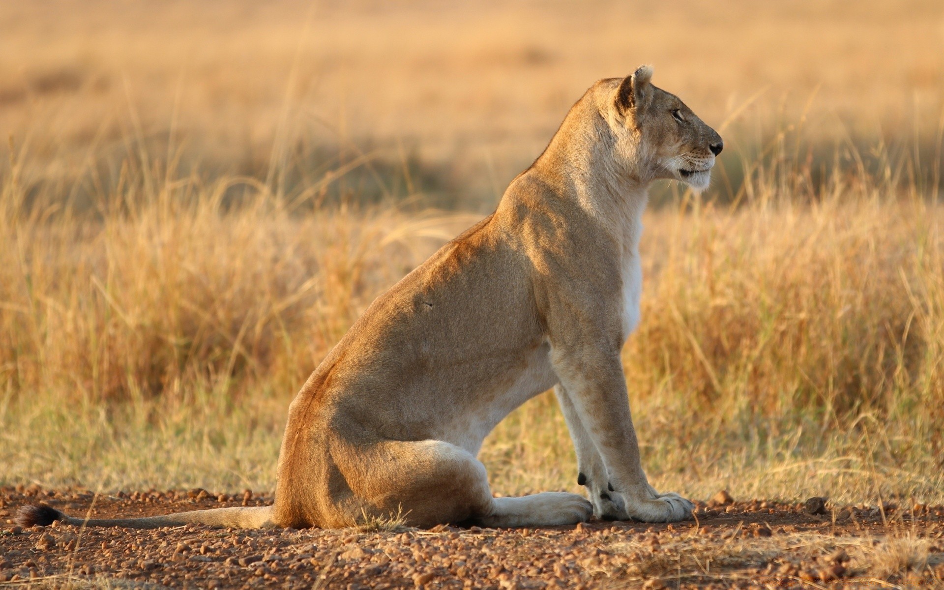 animals mammal wildlife lion cat safari animal predator lioness grassland grass wild park nature