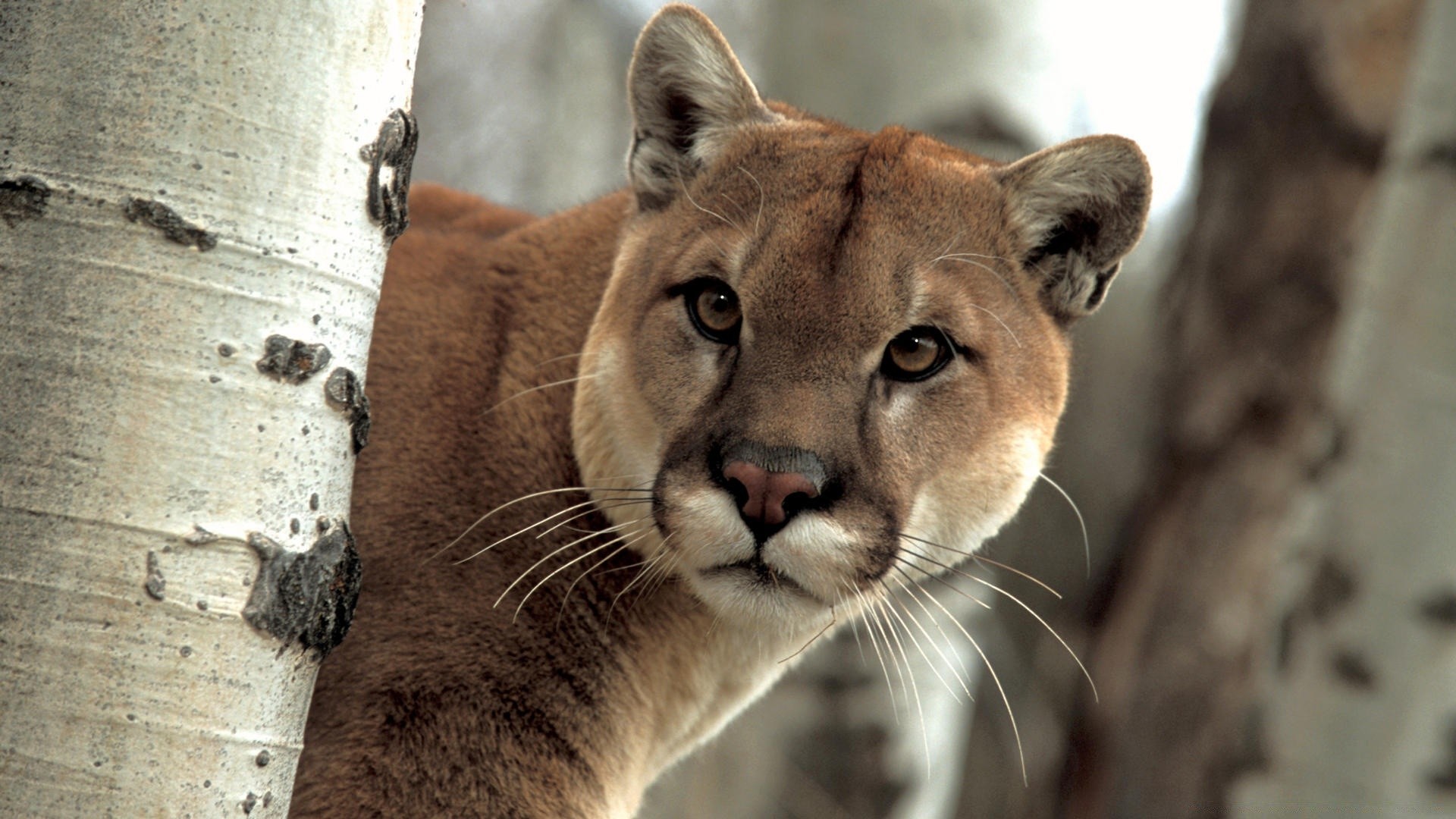 animali gatto fauna selvatica mammifero natura leone predatore ritratto selvaggio zoo