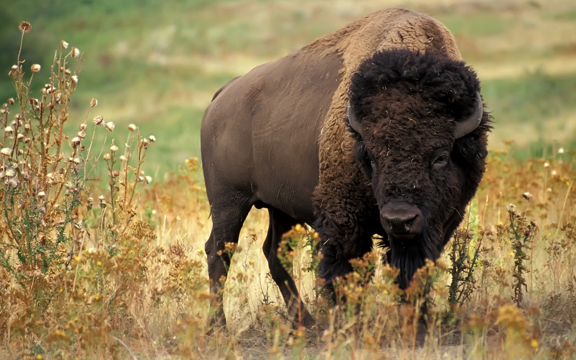 animales mamífero vida silvestre animal hierba naturaleza al aire libre pastizales ganado salvaje