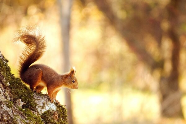 Un habitante del bosque vio una nuez