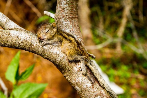 A little squirrel sleeps in a tree