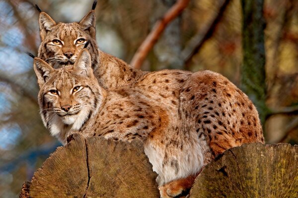 Wild cats looking into the lens