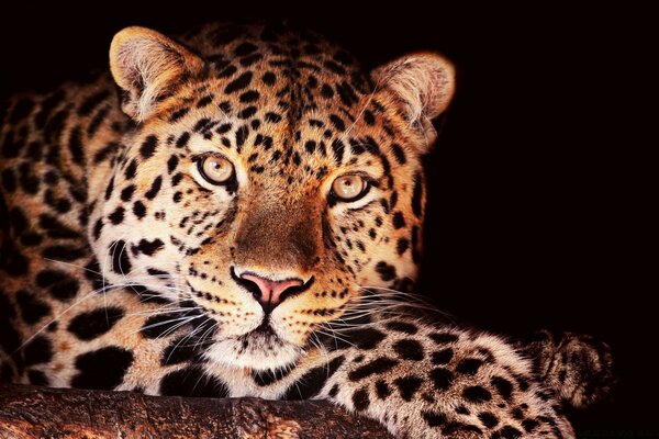 El leopardo es el mamífero más rápido