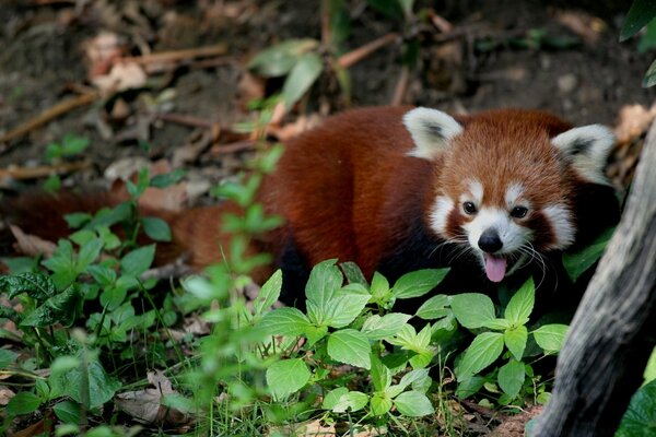 Um animal bonito em seu ambiente