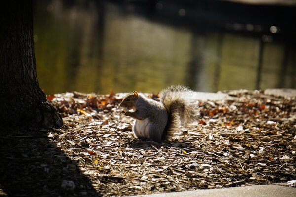 Squirrel on the background of the lake eats a nut