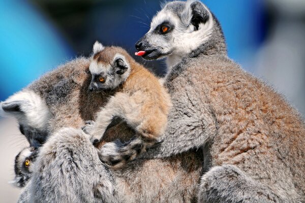 Eine Tierfamilie ist in einen Haufen gestürzt