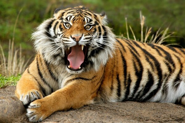 Foto eines knurrenden Tigers auf einem Stein