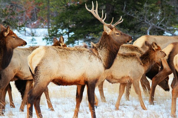 Parque nacional de vida silvestre Jasper