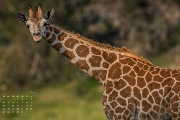 Giraffe, ein Säugetier der Wildnis