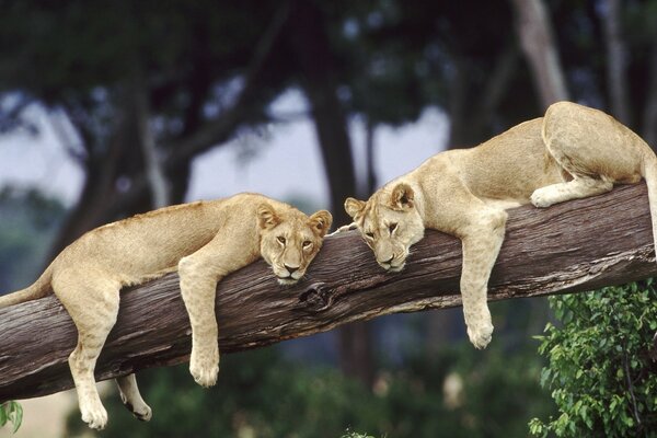 Lionesses rest on a fallen tree