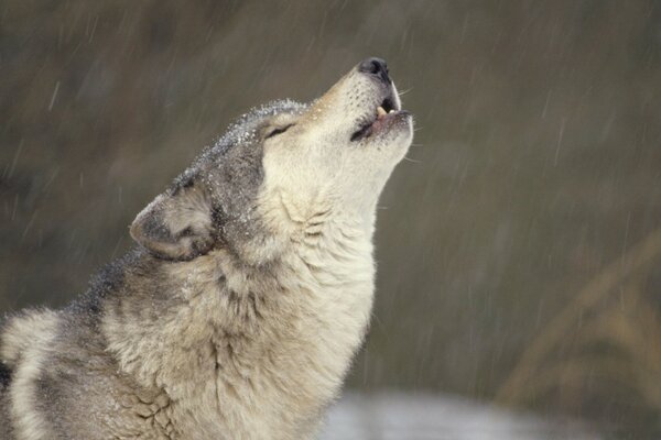 Lobo salvaje guerrero a la Luna