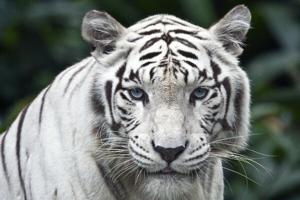 Weißer Tiger mit blauen Augen