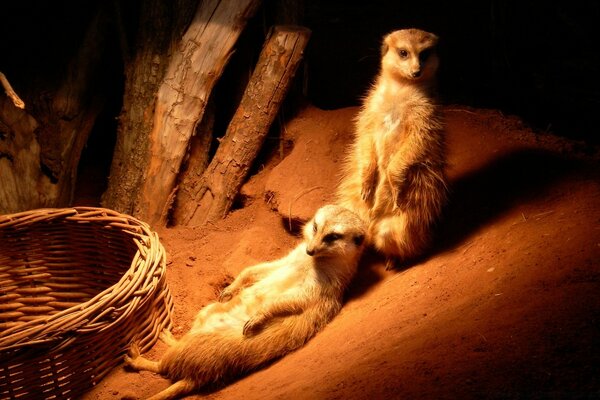 Gophers, mongooses. Trained wild animals