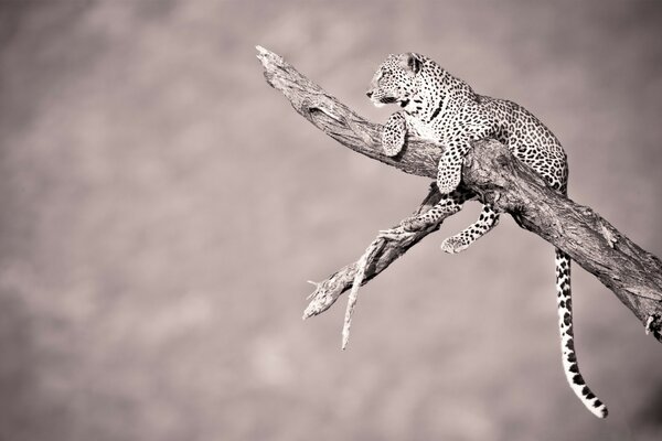 Einsamer ruhender Leopard auf einem Baum