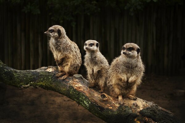 Wilde Tiere im Zoo, Tiere am Baum