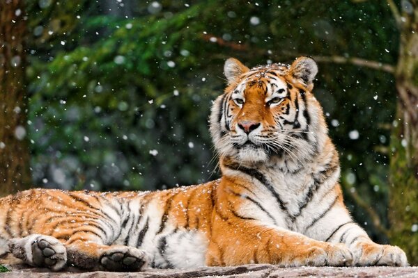 Cae la nieve sobre el tigre que se encuentra