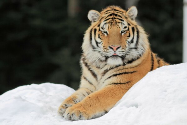 A statuesque tiger is resting in the snow