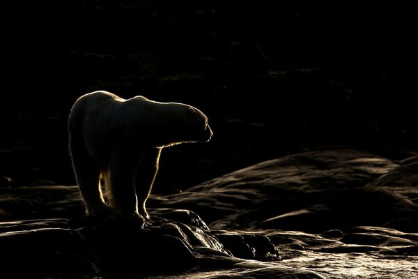 Oso salvaje en la guardia de la noche